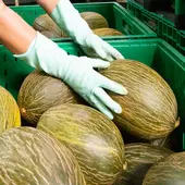 Melón piel de sapo Melón piel de sapo
