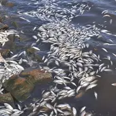 Peces muertos en el embalse de La Cabezuela Peces muertos en el embalse de La Cabezuela