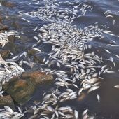 Peces muertos en La Cabezuela