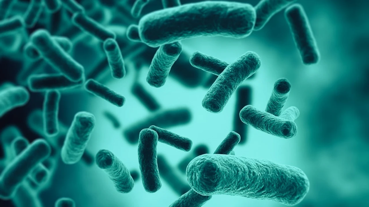 Qué es la legionella: cuáles son sus síntomas y cómo se contagia