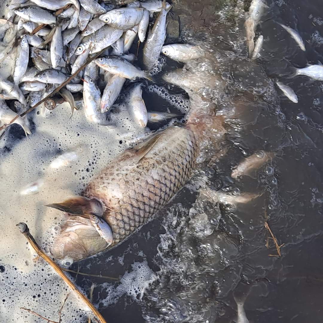 Se trabaja en la retirada de los peces muertos en el embalse de La Cabezuela Se trabaja en la retirada de los peces muertos en el embalse de La Cabezuela