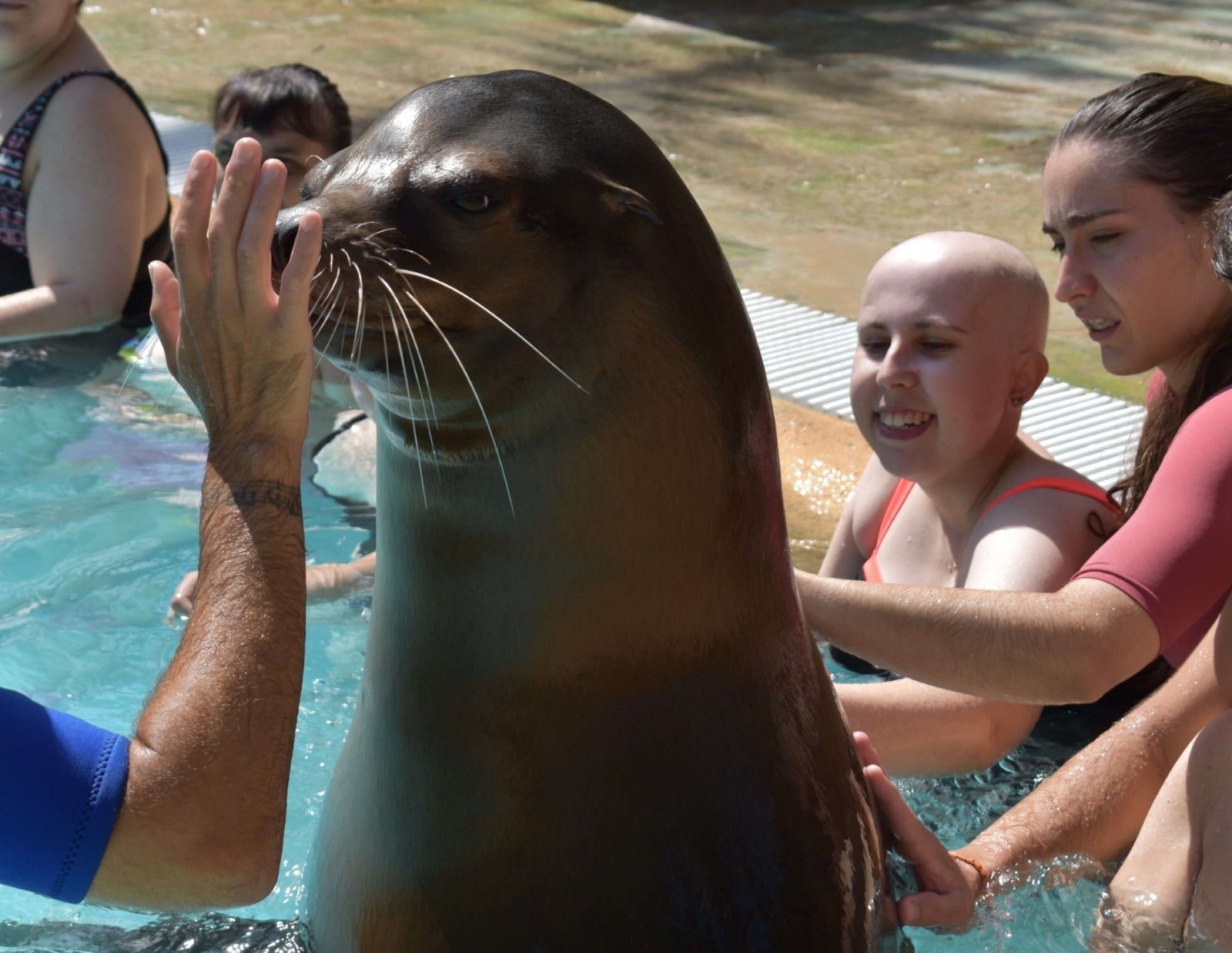 Leones marinos terapéuticos, el proyecto TAO de la Fundación Río Safari Elche Leones marinos terapéuticos, el proyecto TAO de la Fundación Río Safari Elche