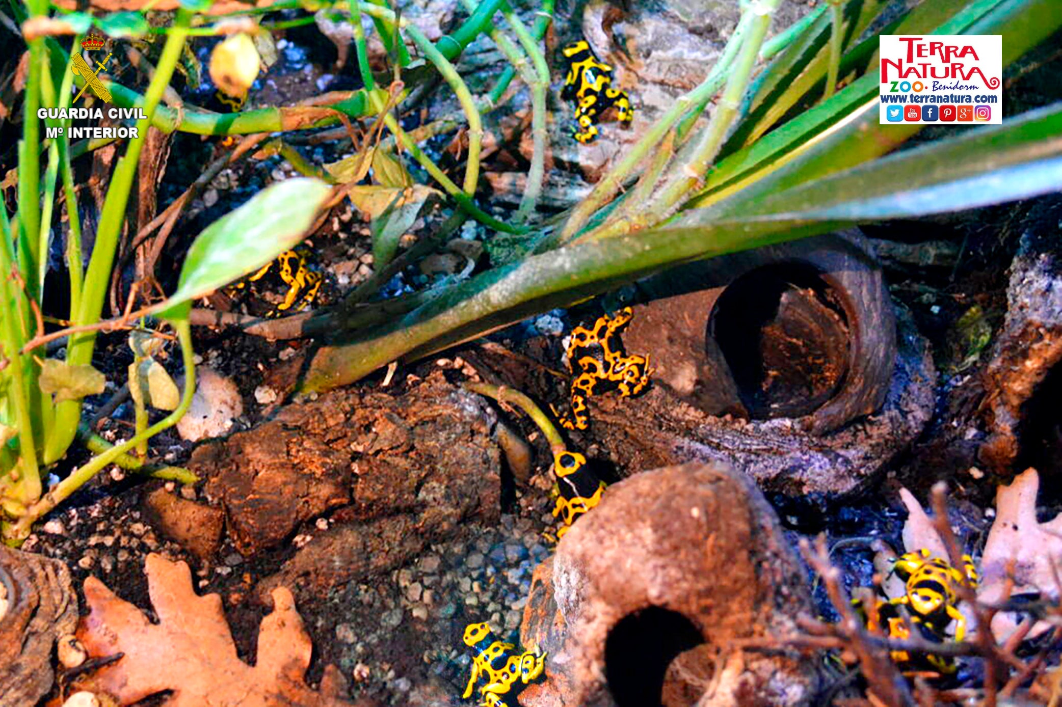 La Guardia Civil localiza 19 ranas flecha de cabeza amarilla venenosa a la venta en un establecimiento de Valencia La Guardia Civil localiza 19 ranas flecha de cabeza amarilla venenosa a la venta en un establecimiento de Valencia
