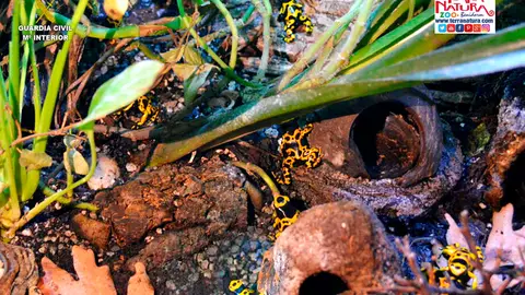 La Guardia Civil localiza 19 ranas flecha de cabeza amarilla venenosa a la venta en un establecimiento de Valencia La Guardia Civil localiza 19 ranas flecha de cabeza amarilla venenosa a la venta en un establecimiento de Valencia
