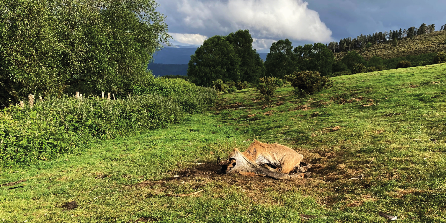 El respeto a la normativa que autoriza el abandono de carroñas de ganado en el campo es inferior al 5% en el noroeste El respeto a la normativa que autoriza el abandono de carroñas de ganado en el campo es inferior al 5% en el noroeste