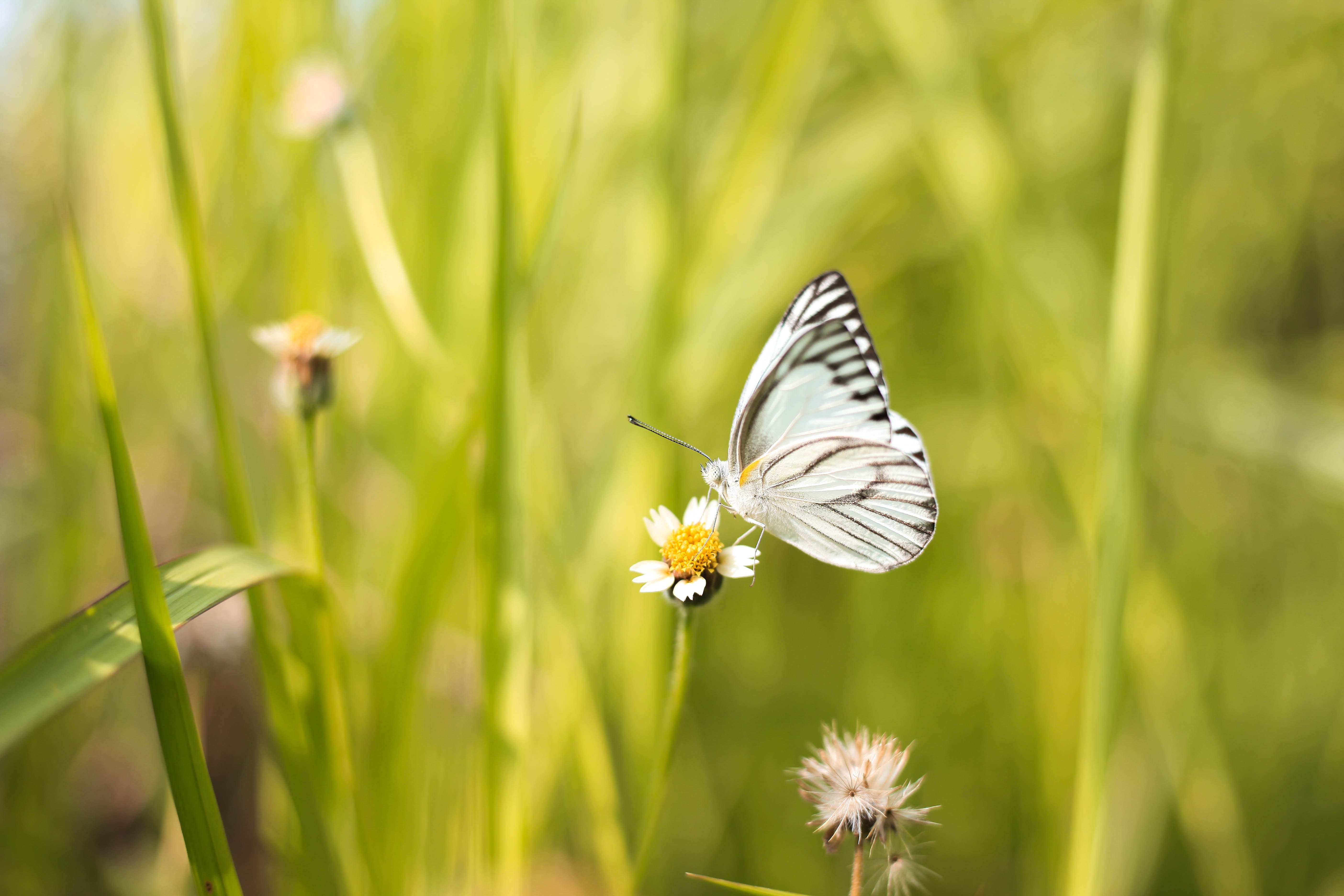 Por qué se está produciendo un descenso del número de mariposas Por qué se está produciendo un descenso del número de mariposas
