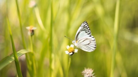 Imagen de archivo de una mariposa