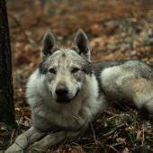 Qué son los perros lobos checoslovacos, los nuevos animales virales de Tiktok