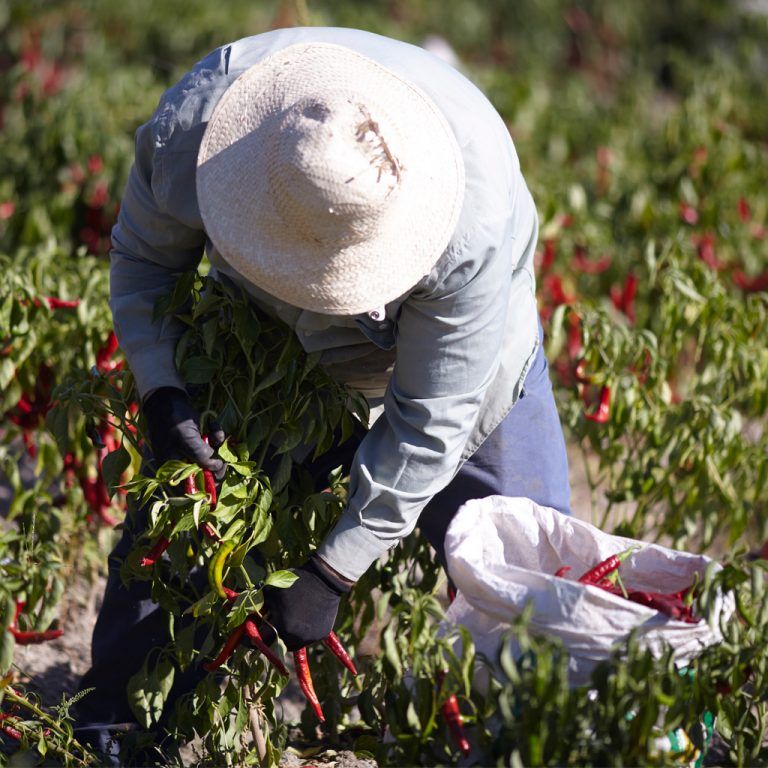 La organización agraria UPA-UCE Extremadura ha advertido de la “situación catastrófica” en la producción de pimentón por las lluvias torrenciales de mayo La organización agraria UPA-UCE Extremadura ha advertido de la “situación catastrófica” en la producción de pimentón por las lluvias torrenciales de mayo