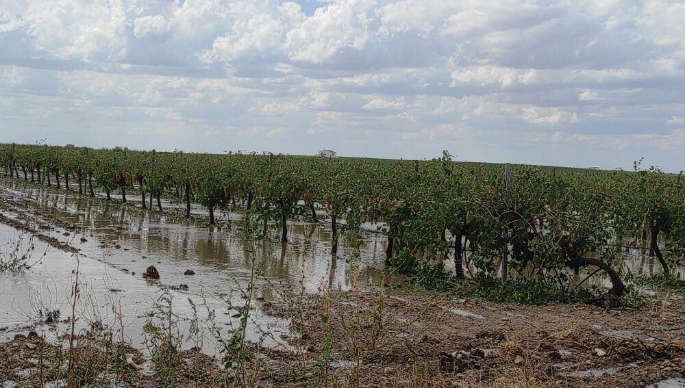 Campo de Socuéllamos