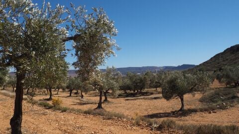 Campo de olivos en el Bajo Aragón