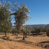 Campo de olivos en el Bajo Aragón
