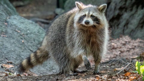 Presentan la lista de las especies exoticas invasoras mas buscadas