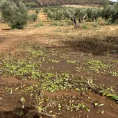 Olivar dañado por la DANA Olivar dañado por la DANA