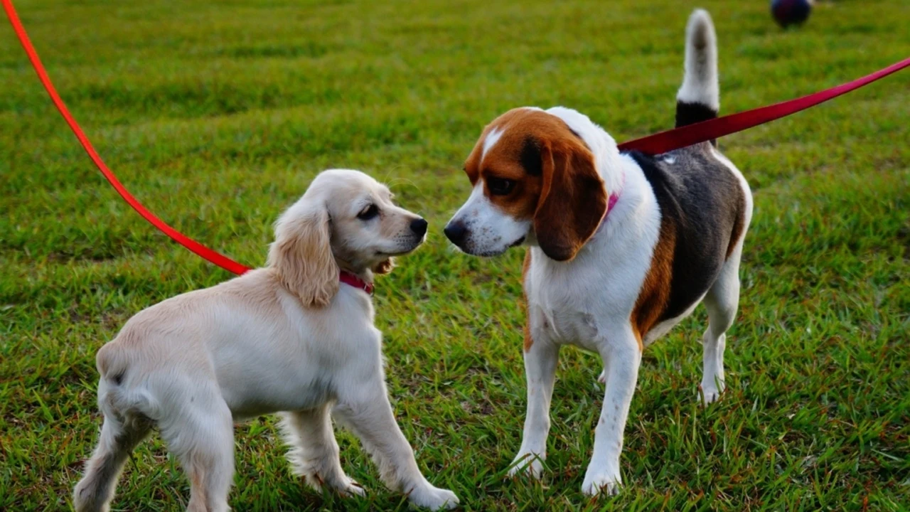 Dos perros en un parque