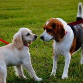 Dos perros en un parque Dos perros en un parque
