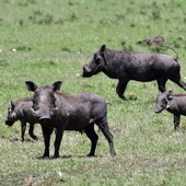 A Xunta declara a emerxencia cinexética para controlar a poboación do xabaril A Xunta declara a emerxencia cinexética para controlar a poboación do xabaril