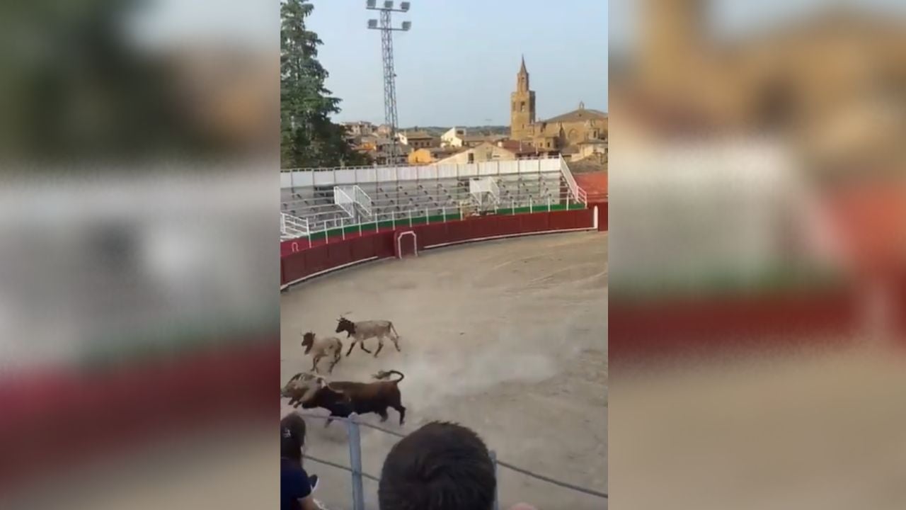 Investigan como delito de maltrato animal el espectáculo de Barbastro en el que un toro embistió a varios becerros Investigan como delito de maltrato animal el espectáculo de Barbastro en el que un toro embistió a varios becerros