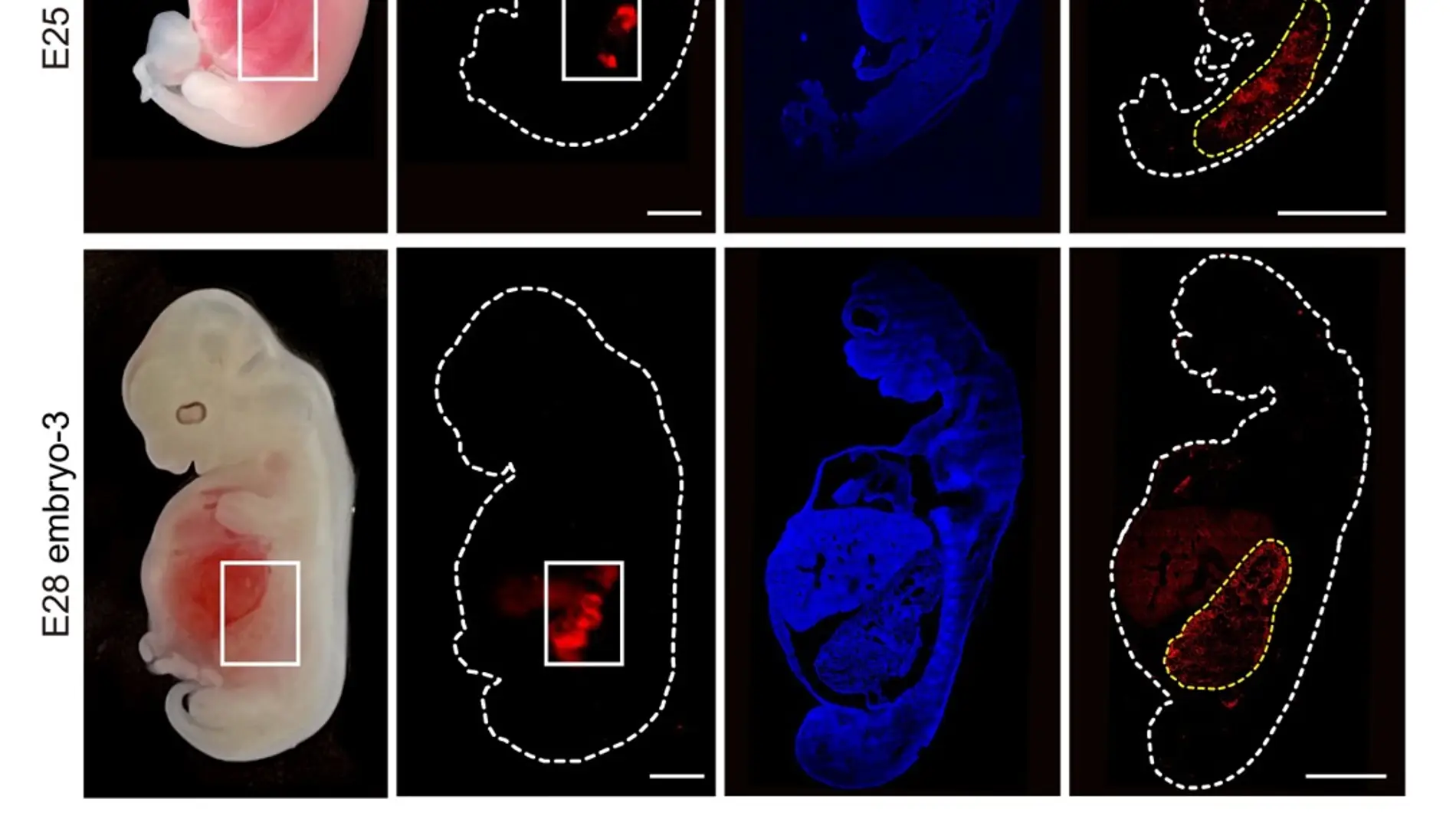 Un equipo de científicos logra por primera vez crear un riñón humanizado dentro de embriones de cerdo