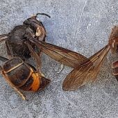 AVISPA ASIÁTICA