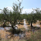 Olivos inundados 