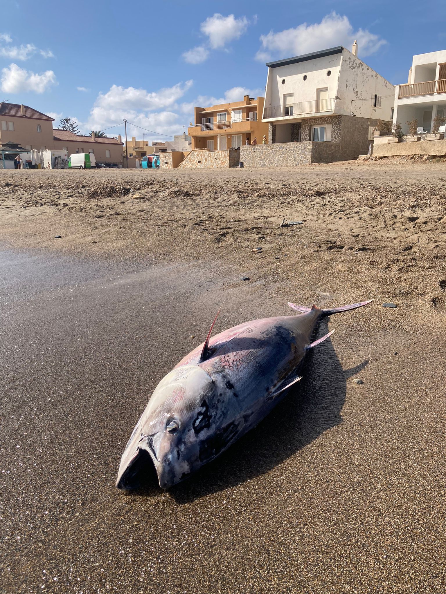 Pacto por el Mar Menor exige saber de dónde vienen los atunes muertos que han aparecido en playas de la Región Pacto por el Mar Menor exige saber de dónde vienen los atunes muertos que han aparecido en playas de la Región