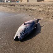 Pacto por el Mar Menor exige saber de dónde vienen los atunes muertos que han aparecido en playas de la Región
