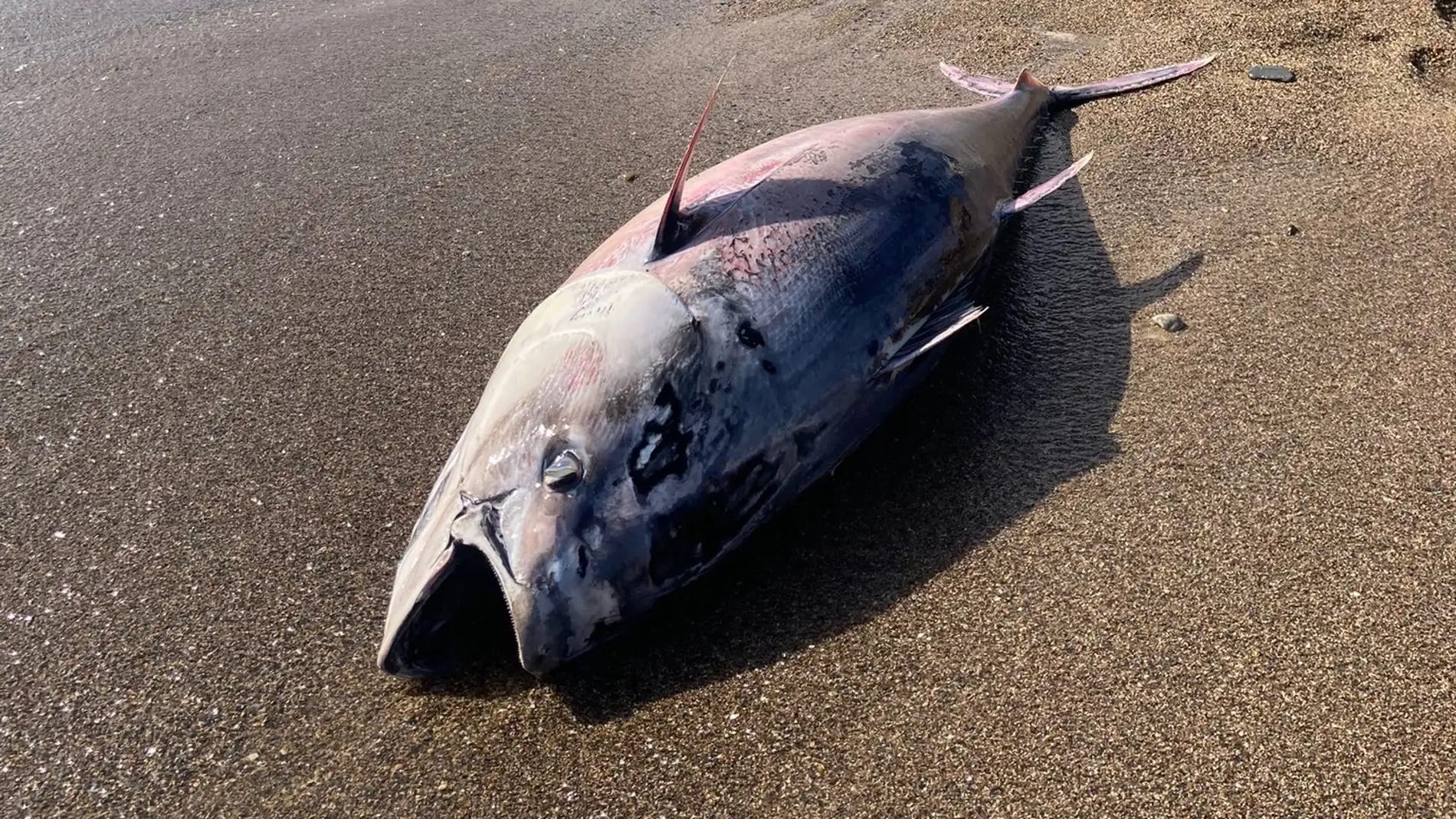 Pacto por el Mar Menor exige saber de dónde vienen los atunes muertos que han aparecido en playas de la Región