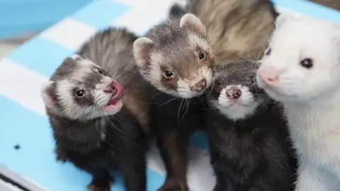 El listado establece qué animales se considerarán de compañía y cuáles no. El listado establece qué animales se considerarán de compañía y cuáles no.