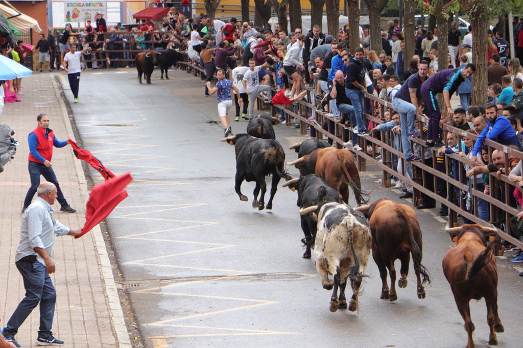 Almodóvar del Campo se prepara para disfrutar de sus tradicionales encierros de toros Almodóvar del Campo se prepara para disfrutar de sus tradicionales encierros de toros