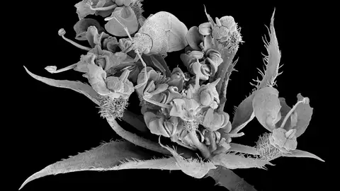 Palencia revela las formas secretas de la naturaleza en la nueva exposición Nanocosmos .