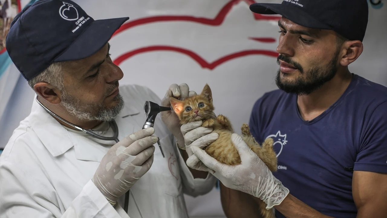 La esterilización en los primeros meses de vida será clave para un control adecuado.