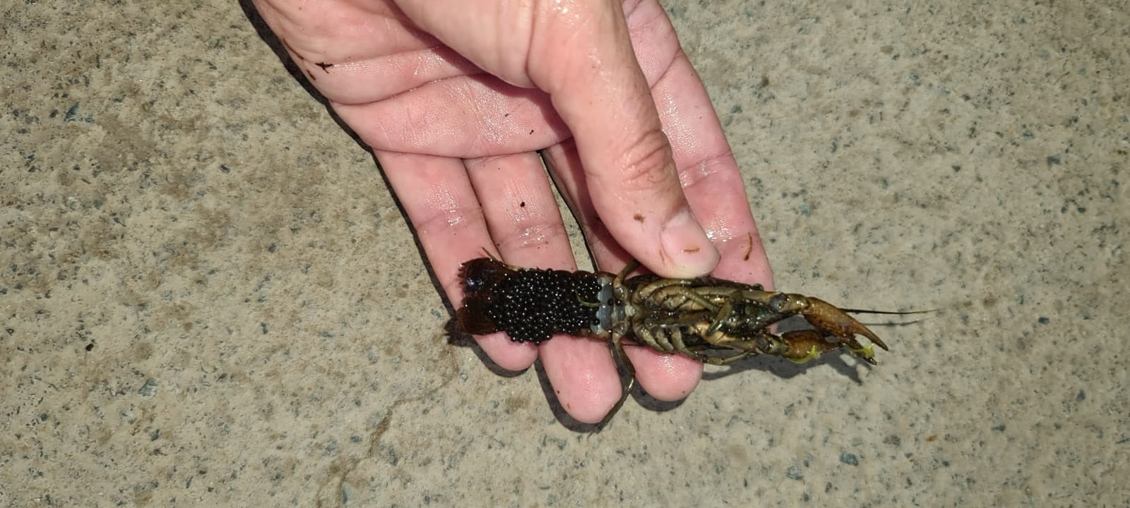 Cangrejos de río en Canarias: te explicamos como han llegado Cangrejos de río en Canarias: te explicamos como han llegado