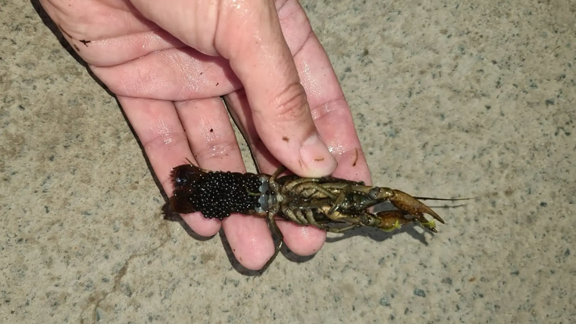 Esta especie de cangrejo de río originaria de Estados Unidos es altamente peligrosa 