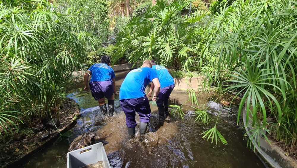 Especialistas de la Fundación Neotrópico actúan retirando ejemplares del cangrejo
