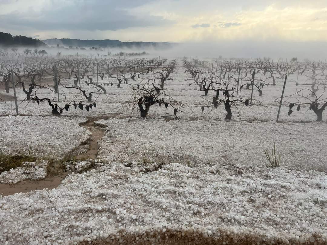 Más del 50% de las hectáreas afectadas por el pedrisco en Castilla-La Mancha son de Albacete Más del 50% de las hectáreas afectadas por el pedrisco en Castilla-La Mancha son de Albacete