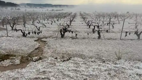 Campo afectado por el pedrisco. Campo afectado por el pedrisco.