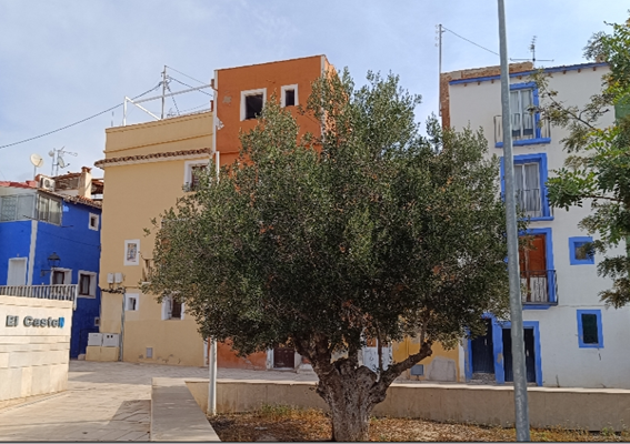 La Vila Joiosa permitirá recolectar la aceituna de los olivos de zonas públicas La Vila Joiosa permitirá recolectar la aceituna de los olivos de zonas públicas