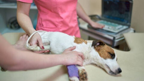 Esterilizaci&oacute;n mascota
