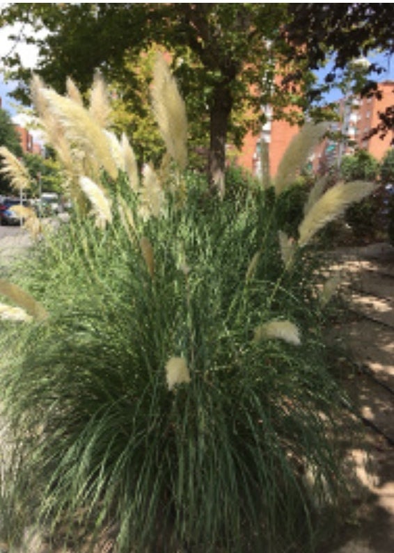 Galicia Ambiental desarrollará el nuevo "LIFE Stop Cortadería" en la comunidad Galicia Ambiental desarrollará el nuevo "LIFE Stop Cortadería" en la comunidad