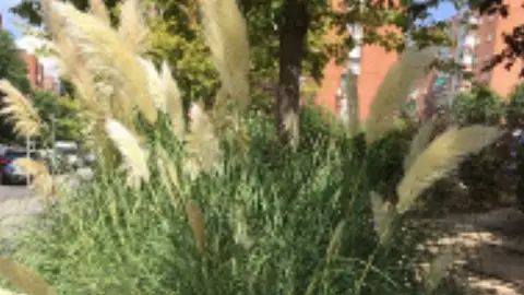 Cortadería selloana onda cero