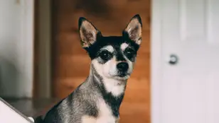 Imagen de archivo de un perro en el interior de una casa