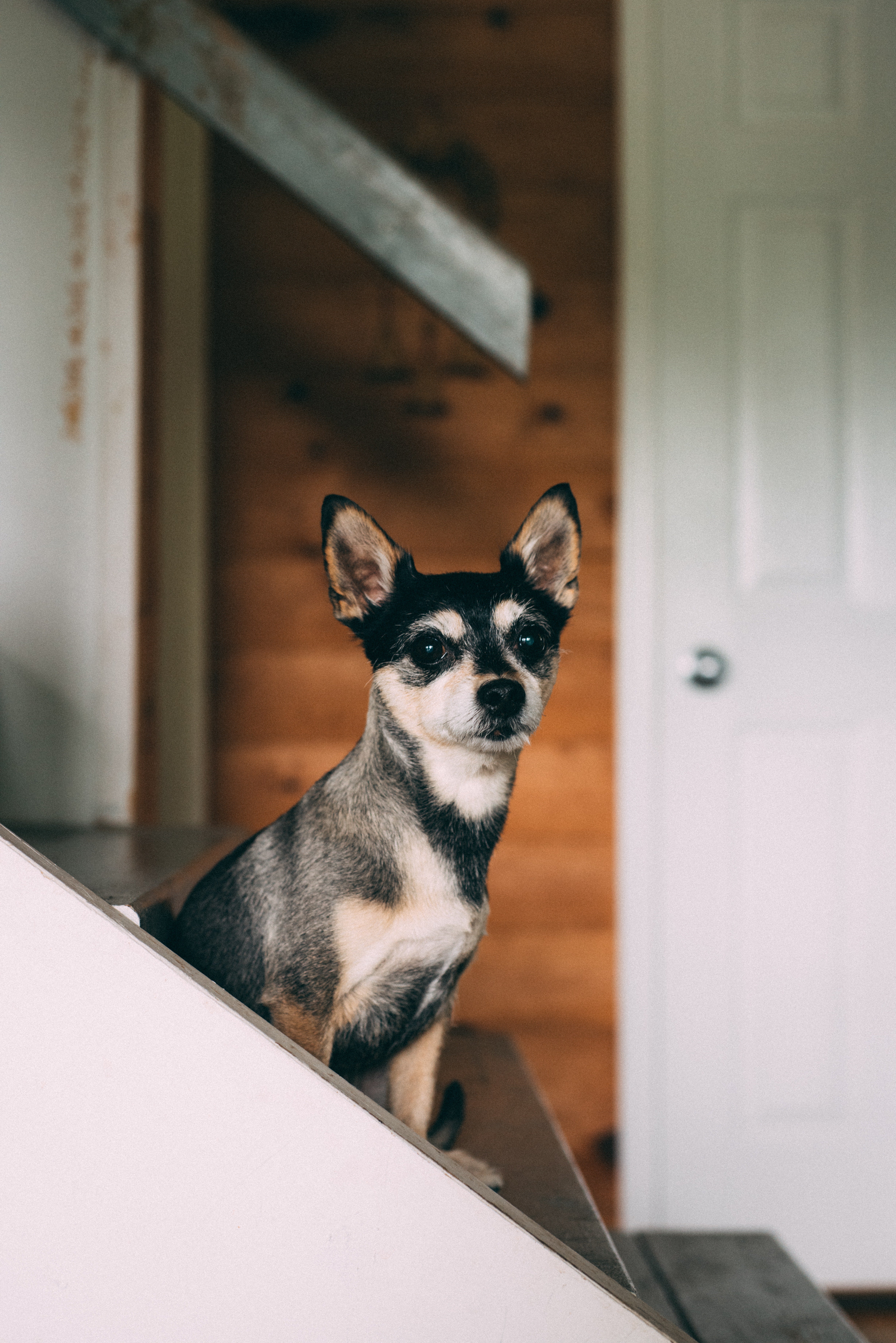 Las zonas de la casa en la que estará prohibido dejar a tu perro con la nueva ley animal Las zonas de la casa en la que estará prohibido dejar a tu perro con la nueva ley animal