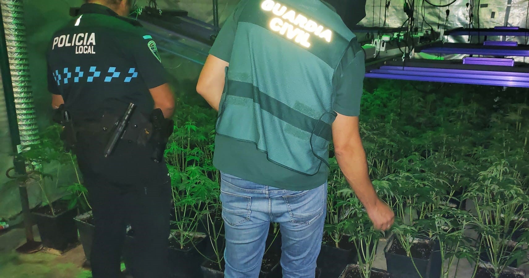 Dos detenidos en Tarazona de La Mancha por el cultivo de cannabis Dos detenidos en Tarazona de La Mancha por el cultivo de cannabis