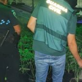 Cultivo de marihuana indoor