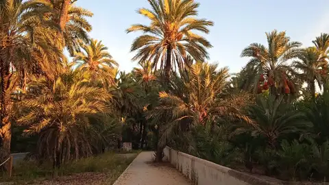 Huerto en el Palmeral de Elche. Huerto en el Palmeral de Elche.