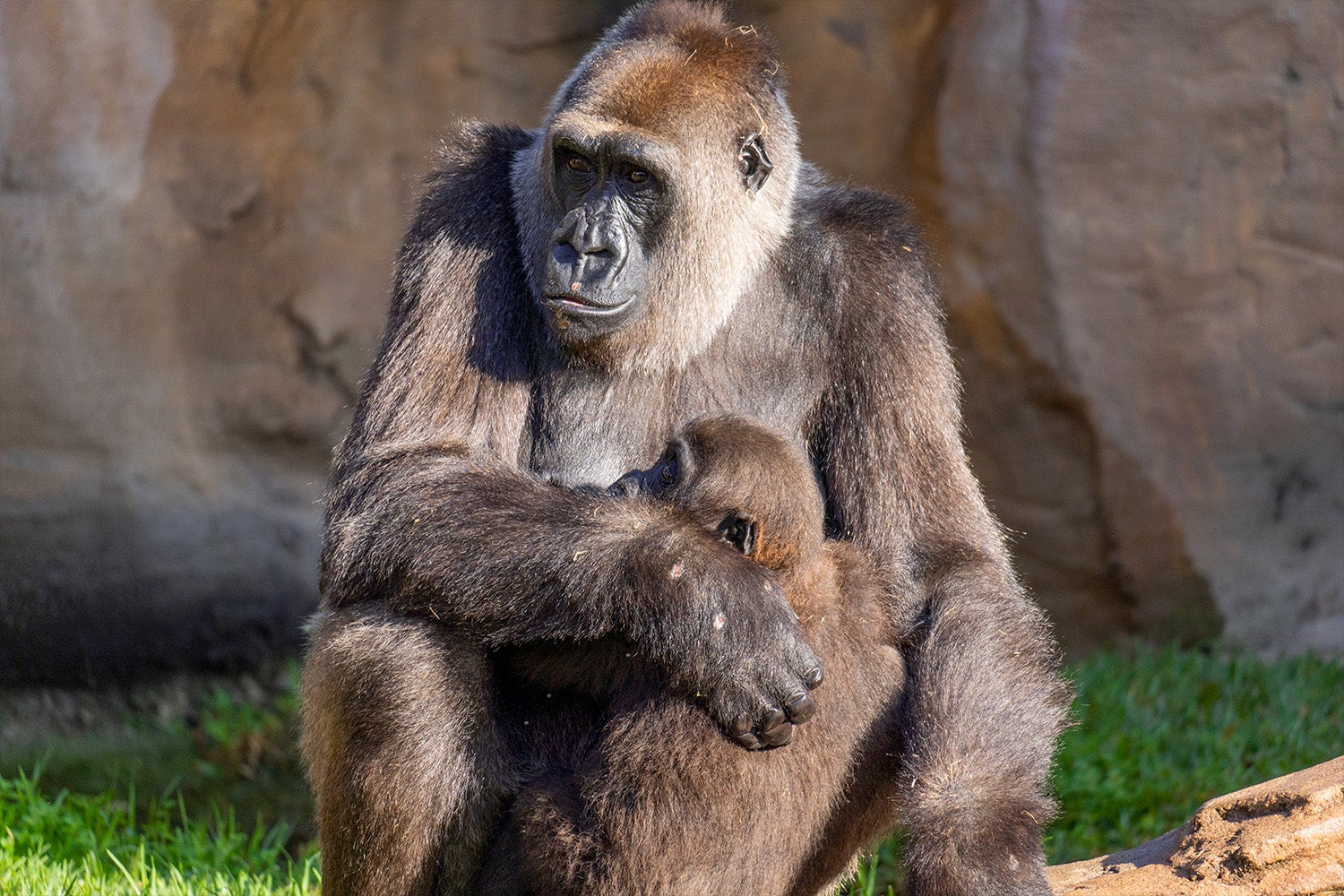 Los BIOPARC albergan el grupo más numeroso de gorilas en España y desde la Fundación se lanza un mensaje de esperanza hacia esta especie en peligro crítico de extinción Los BIOPARC albergan el grupo más numeroso de gorilas en España y desde la Fundación se lanza un mensaje de esperanza hacia esta especie en peligro crítico de extinción