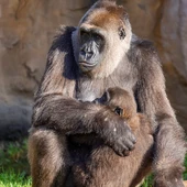 Los BIOPARC albergan el grupo más numeroso de gorilas en España y desde la Fundación se lanza un mensaje de esperanza hacia esta especie en peligro crítico de extinción Los BIOPARC albergan el grupo más numeroso de gorilas en España y desde la Fundación se lanza un mensaje de esperanza hacia esta especie en peligro crítico de extinción