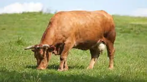 Vaca pastando Vaca pastando