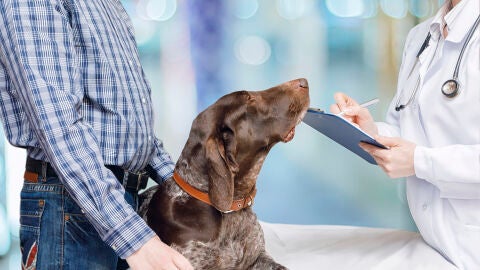 Recuerdan la obligatoriedad de vacunar contra la rabia a perros, gatos y hurones 